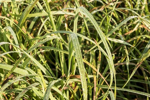 Gratis download gras waterdruppel zomer macro gratis foto om te bewerken met GIMP gratis online afbeeldingseditor