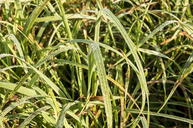 تنزيل مجاني لصورة العشب Waterdrop الصيفية المجانية لتحرير الصور باستخدام محرر الصور المجاني على الإنترنت من GIMP