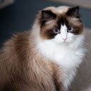 Gray and white cat  screen for extension Chrome web store in OffiDocs Chromium