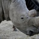 Gray and white rhinoceros  screen for extension Chrome web store in OffiDocs Chromium