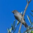 Gray Bird on Olive Branch  screen for extension Chrome web store in OffiDocs Chromium