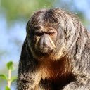 Gray black monkey  screen for extension Chrome web store in OffiDocs Chromium