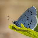 Gray butterfly  screen for extension Chrome web store in OffiDocs Chromium