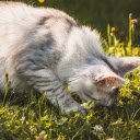 Gray cat eats grass  screen for extension Chrome web store in OffiDocs Chromium