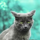 GRAY CAT THEME  screen for extension Chrome web store in OffiDocs Chromium