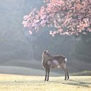 Gray deer  screen for extension Chrome web store in OffiDocs Chromium