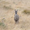 gray deer  screen for extension Chrome web store in OffiDocs Chromium
