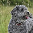 Gray dog  screen for extension Chrome web store in OffiDocs Chromium