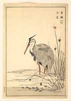 Free download Gray Heron (Aosagi) and Mizu-aoi Plant free photo or picture to be edited with GIMP online image editor