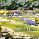 Gray heron on basket leaf  screen for extension Chrome web store in OffiDocs Chromium