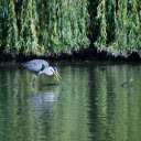 Gray heron under the shade of a tree  screen for extension Chrome web store in OffiDocs Chromium