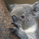 Gray koala behind the tree  screen for extension Chrome web store in OffiDocs Chromium