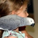 Gray parrot  screen for extension Chrome web store in OffiDocs Chromium