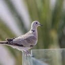 Gray pigeon  screen for extension Chrome web store in OffiDocs Chromium