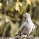 Gray pigeon  screen for extension Chrome web store in OffiDocs Chromium