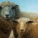 Gray sheep  screen for extension Chrome web store in OffiDocs Chromium