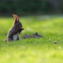 Gray Squirrel  screen for extension Chrome web store in OffiDocs Chromium