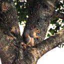 Gray squirrel climbing tree  screen for extension Chrome web store in OffiDocs Chromium