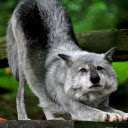 Gray Wolf  screen for extension Chrome web store in OffiDocs Chromium