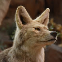 Gray wolf and yellow eyes  screen for extension Chrome web store in OffiDocs Chromium