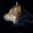 GRAY WOLF THEME  screen for extension Chrome web store in OffiDocs Chromium