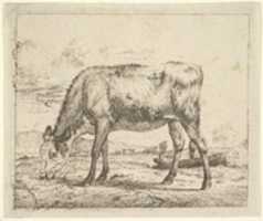 Free download Grazing Calf, from Different Animals free photo or picture to be edited with GIMP online image editor