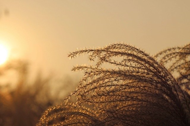 Free download grazing ear spica afternoon light free picture to be edited with GIMP free online image editor