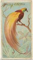 Free download Great Bird of Paradise, from the Birds of the Tropics series (N5) for Allen & Ginter Cigarettes Brands free photo or picture to be edited with GIMP online image editor