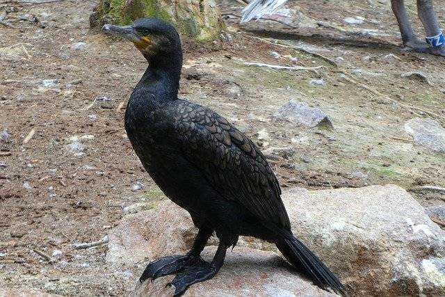 Libreng pag-download ng Great Cormorant Bird Zoo - libreng libreng larawan o larawan na ie-edit gamit ang GIMP online na editor ng imahe