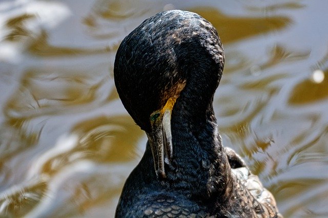 Free download great cormorant lake waterbird free picture to be edited with GIMP free online image editor