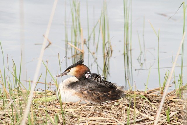 Muat turun percuma gambar percuma crested grebe yang hebat untuk diedit dengan editor imej dalam talian percuma GIMP