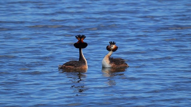 Free download great crested grebe birds waterfowls free picture to be edited with GIMP free online image editor