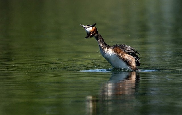 Free download great crested grebe bird waterfowl free picture to be edited with GIMP free online image editor