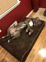 Бесплатно скачайте бесплатную фотографию или картинку Great Dane Beds для редактирования с помощью онлайн-редактора изображений GIMP