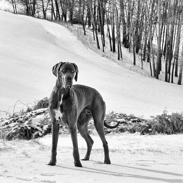 Free download great dane dog he looks great dane free picture to be edited with GIMP free online image editor