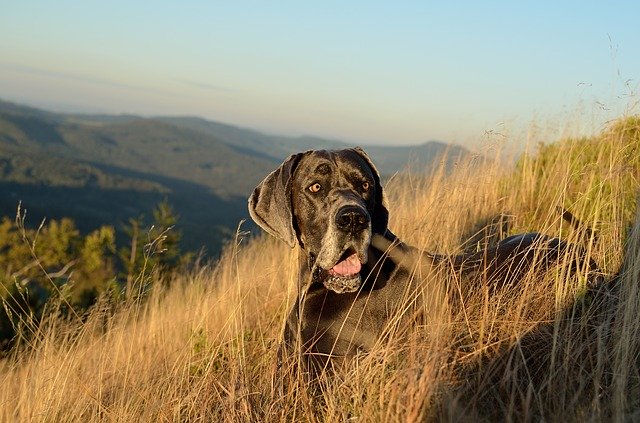 免费下载大丹犬，他看起来像秋天的免费图片，使用 GIMP 免费在线图像编辑器进行编辑