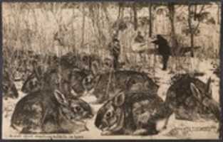 Free download Great Sport Shooting Rabbits in Iowa free photo or picture to be edited with GIMP online image editor