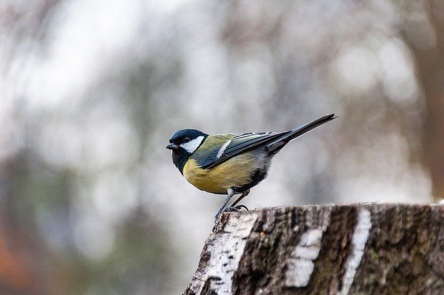 GIMP ücretsiz çevrimiçi resim düzenleyiciyle düzenlenecek büyük baştankara kuşu ornitoloji türlerinin ücretsiz resmini ücretsiz indirin