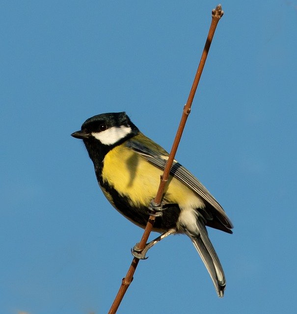 Muat turun percuma Great Tit Small Bird Garden - foto atau gambar percuma percuma untuk diedit dengan editor imej dalam talian GIMP