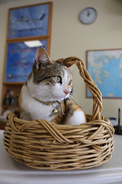 Free download greece cat basket pet animal free picture to be edited with GIMP free online image editor