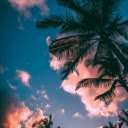 Green and brown Coconut Trees Under Clear Blue Sky  screen for extension Chrome web store in OffiDocs Chromium