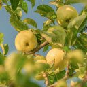Green apple tree  screen for extension Chrome web store in OffiDocs Chromium