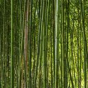 Green Bamboo Forest  screen for extension Chrome web store in OffiDocs Chromium