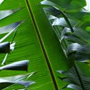 Green banana leaves  screen for extension Chrome web store in OffiDocs Chromium