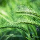 Green barley  screen for extension Chrome web store in OffiDocs Chromium