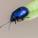 Green Beetle  screen for extension Chrome web store in OffiDocs Chromium