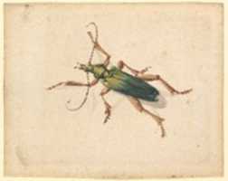 Free download Green Beetle with Brown Legs free photo or picture to be edited with GIMP online image editor