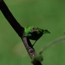 Green Bird  screen for extension Chrome web store in OffiDocs Chromium