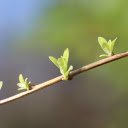 Green buds  screen for extension Chrome web store in OffiDocs Chromium