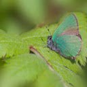Green Butterfly on Leaf  screen for extension Chrome web store in OffiDocs Chromium